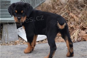 Krsn ttka Rottweiler.