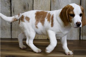 Rodokmen tat Beagle.