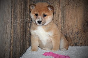 Shiba Inu tata.