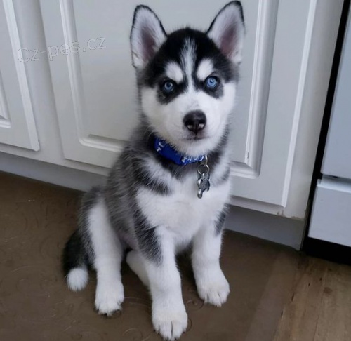 Sibisk husky s krsnma modrma oima adopce.