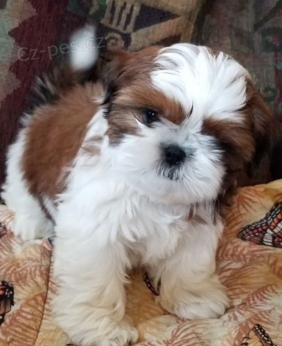 tata SHIH TZU k adopci