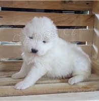 Samoyed tata.