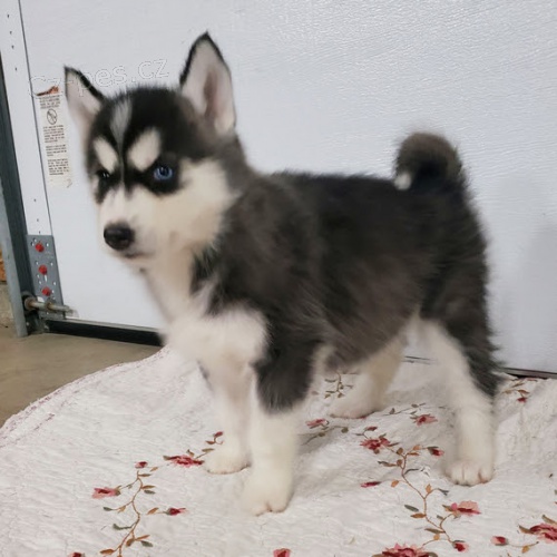 Rozkon sibisk husky s krsnma modrma oima k adopci.