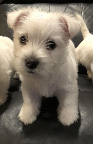 Mini tata West Highland White Terriers k adopci