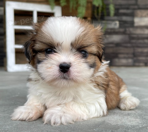 tata SHIH TZU k adopci