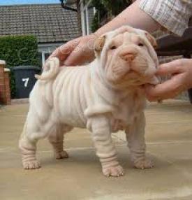 Shar Pei tata.