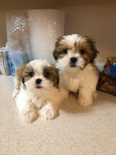 Shih Tzu tata.,