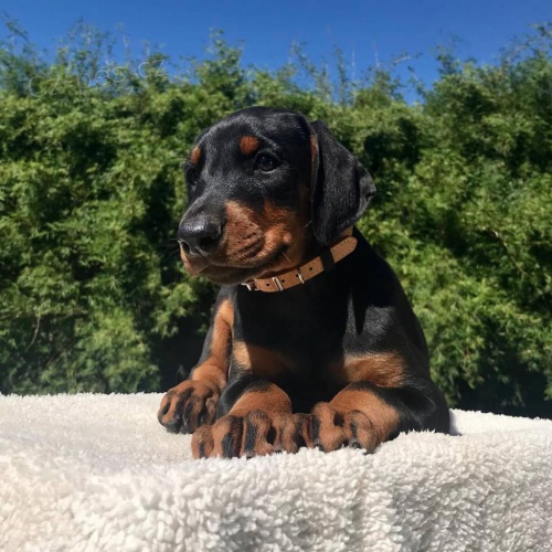 tata doberman.