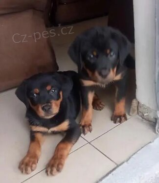 Krsn tata rottweiler.