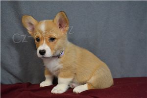 Krsn ttka Corgi Pembroke.