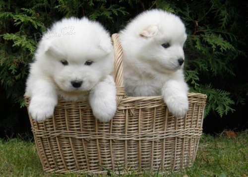 Nonk trnoval Samoyed tata.