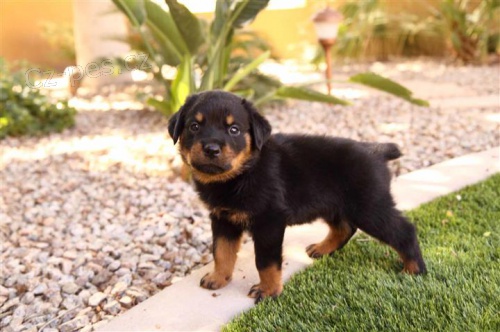 Inteligentn tata rottweiler.