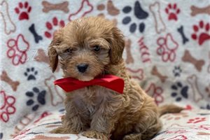 Sladk Cavapoo tata.