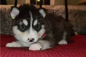 Roztomil tata Alaskan Malamute.