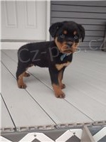 Kvalitn tata rottweiler.