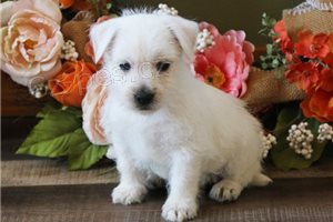 Roztomil tata West Highland White Terrier.