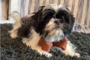 Krsn Shih Tzu ttka pipravena.