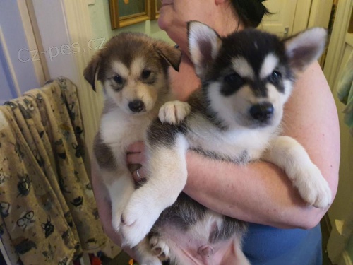 tata alaskan Malamute.