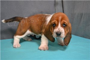 tata Basset Hound.