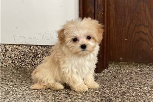 Sladk tata Maltipoo.