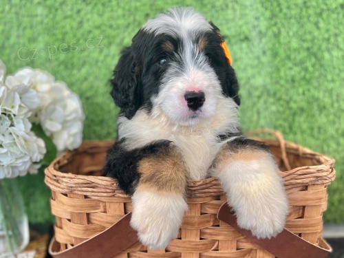 Bernedoodle tata k dispozici