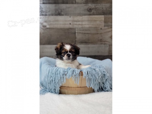 pomchi (pomeranian + Shih Tzu ) pipraveno jt