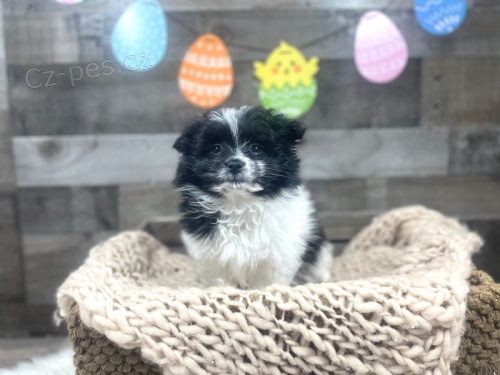 HavaPom ( Havanese + Pomeranian ) pro nov domovy