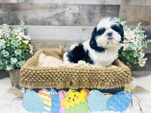 samci a samice tata shih tzu zoufale potebuj co nejdve nov domovy