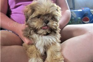 Shih Tzu tata.