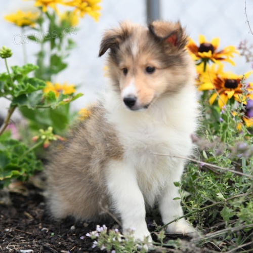 okovan a oderven tata shetlandskho ovka k adopci.