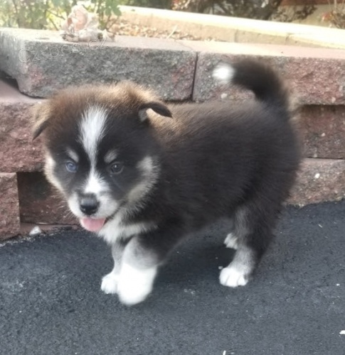 Krsn tata Pomskies k adopci (kenec sibisk husky a pomeranian)