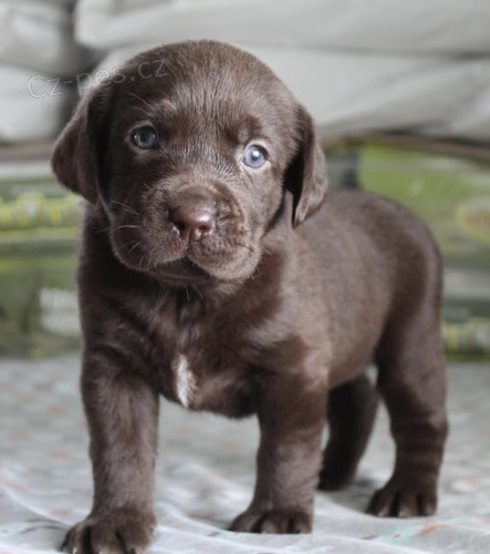 Zdrav, okovan a oderven tata labradorskho retrvra k adopci.