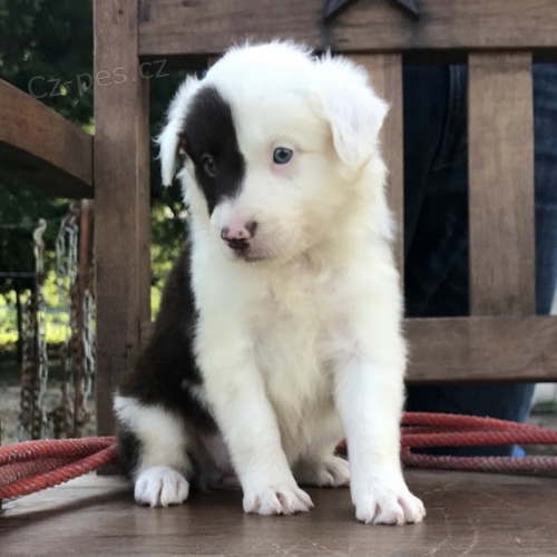 Zdrav a okovan tata border kolie k adopci