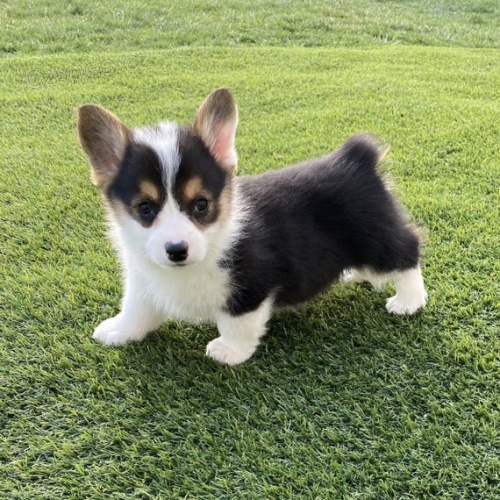 krsn a andlsk ttka Pembroke Welsh Corgi k adopci.