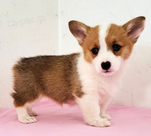 okovan tata Pembroke Welsh Corgi k adopci.