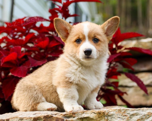 tata Welsh corgi pembroke k dispozici