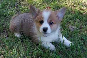 Pembroke Welsh Corgi tata.