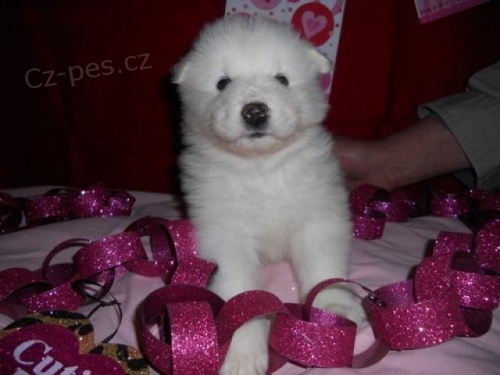 Snhurka Samoyed tata.