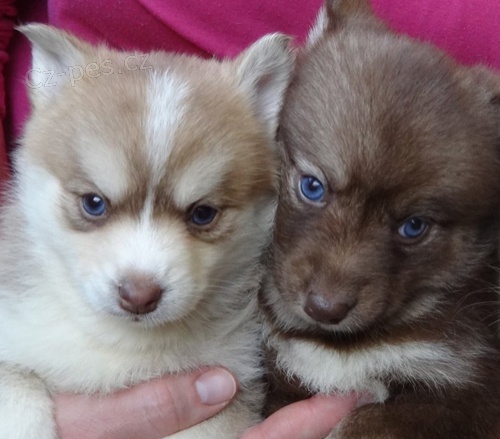 tata Pomskies k adopci (kenec sibiskho huskyho a pomeraniana)