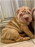 Krsn ttka Shar Pei.