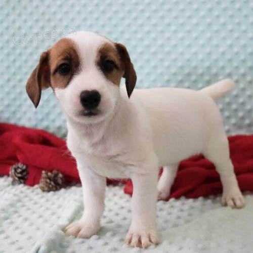 Prodm zdrav tata jack russell terira.