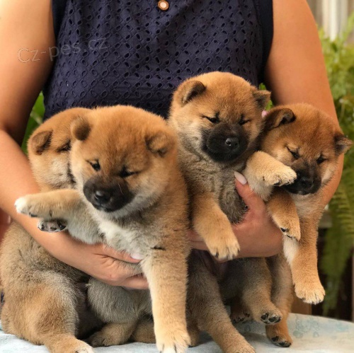 tata Super Shiba Inu jsou nyn k dispozici