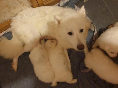 Rozkon tata samojed pipraven k adopci