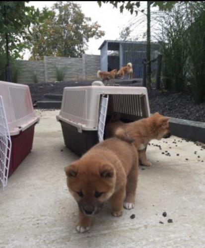 Ohromujc tata Shiba Inu.