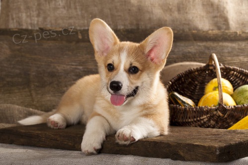 Cardigan tata Welsh Corgi k adopci