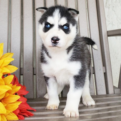 sibisk husky s krsnma modrma oima k adopci