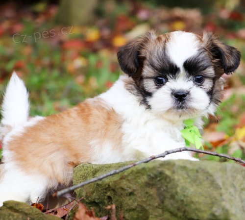 Prodm tata SHIH TZU