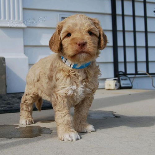 Prodm tata labradoodle.