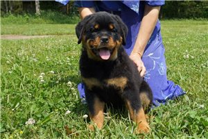 Roztomil roztomil tata rottweiler.