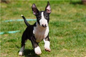 ڞasn tata Bullterrier.